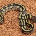 Red Stripe Yellowbelly Mojave (pos leopard) het Desert Ghost (Female)