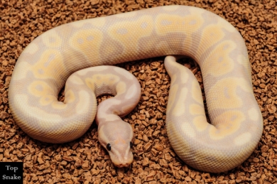 Super Coral Glow Het Clown (Male)