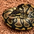 Double het Albino Pied