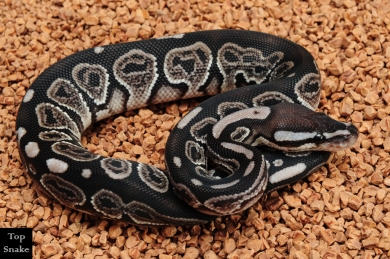 Black Pastel Axanthic (Male)