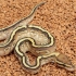 Butter Furrow Bling Yellowbelly het Clown (Male)