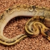 Leopard Enchi Champagne 50% double het Desert Ghost Clown (Male)