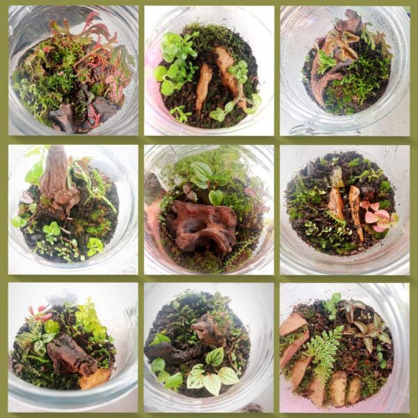 Terrarium Build Ticket